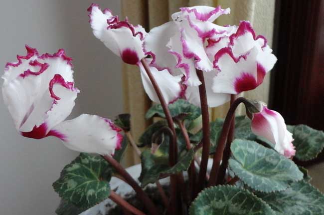 仙客来叶子发黄的原因及解决办法