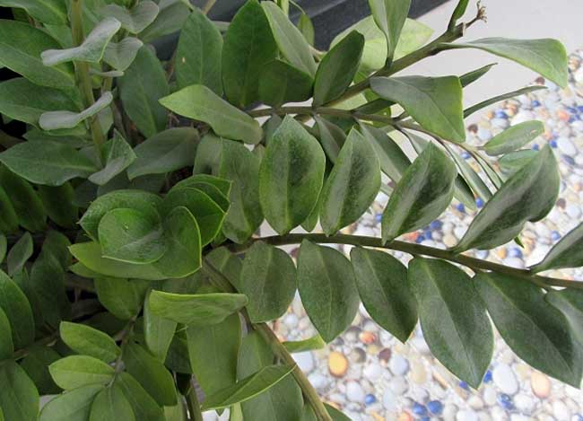 金钱树的繁殖办法