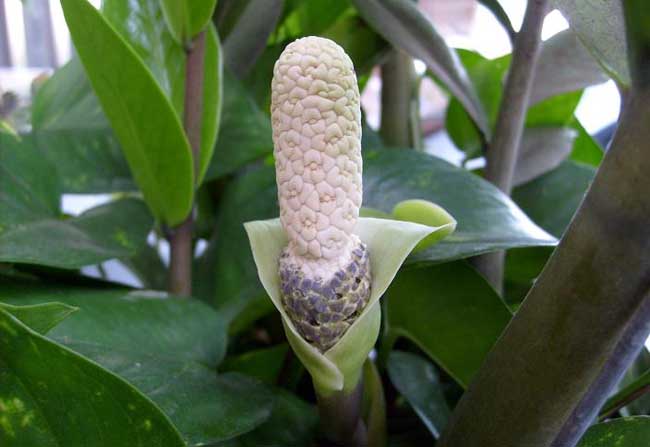 金钱树的繁殖办法