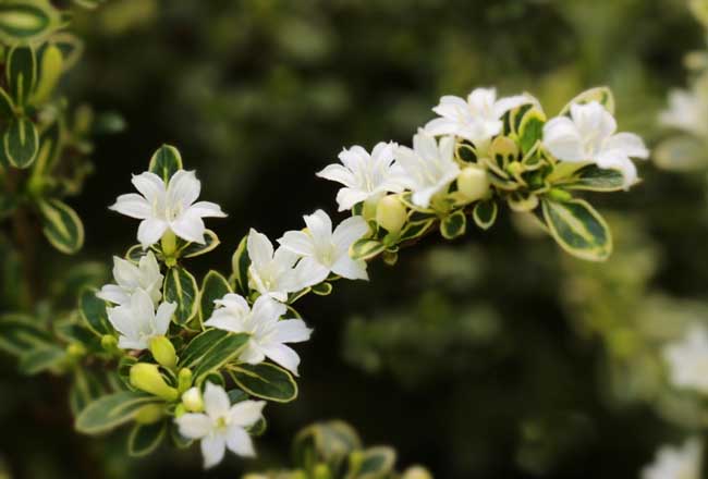 六月雪的养殖办法
