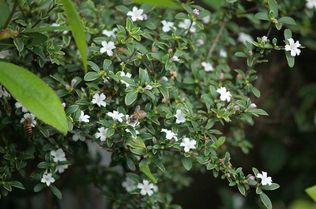 六月雪的养殖办法