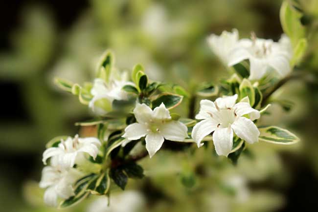 六月雪的养殖办法