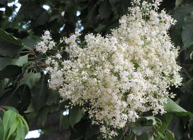 六月雪的养殖办法