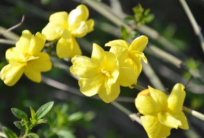 迎春花的特点有哪些?