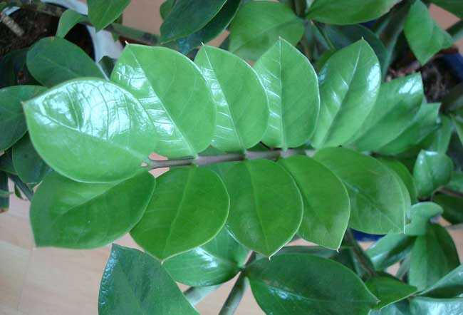 金钱树的繁殖办法