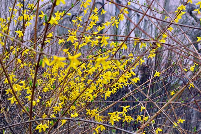 迎春花的特点有哪些?