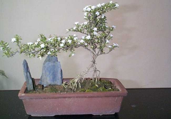 六月雪盆景养护与图片欣赏