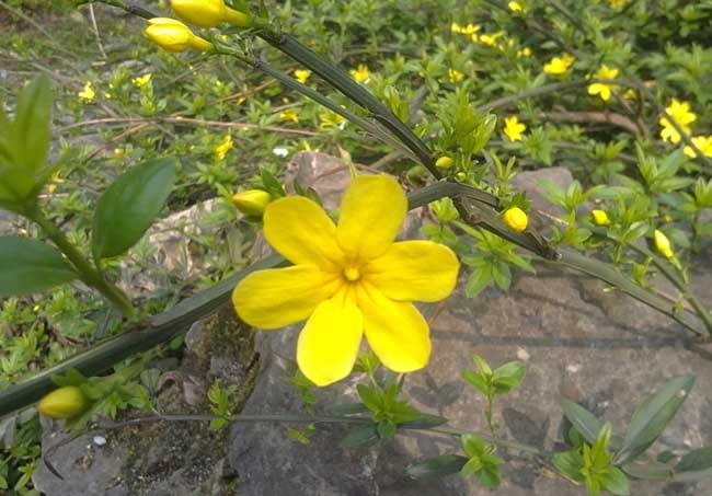 迎春花的特点有哪些?