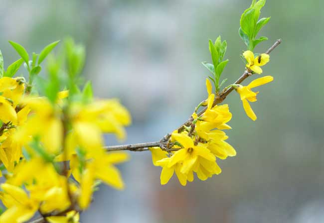 迎春花的特点有哪些?