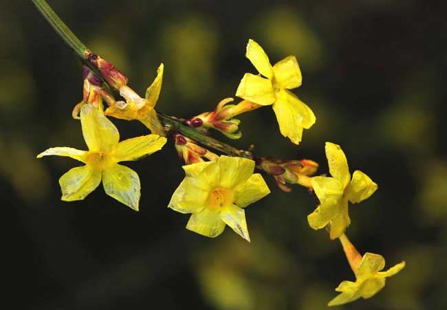 迎春花的特点有哪些?