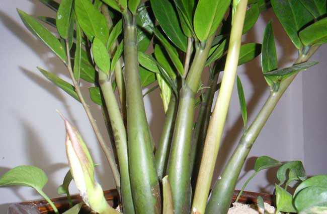 金钱树的养殖办法和注意些什么