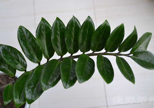 金钱树的养殖办法和注意些什么