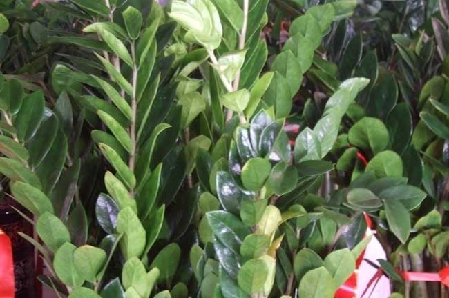 金钱树的养殖办法和注意些什么