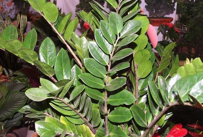 金钱树的养殖办法和注意些什么