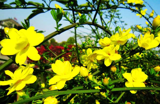 1,迎春花:开花时间于每年的2--3月开,先花后叶,迎春花花期大约40—50