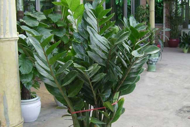 金钱树的养殖办法和注意些什么