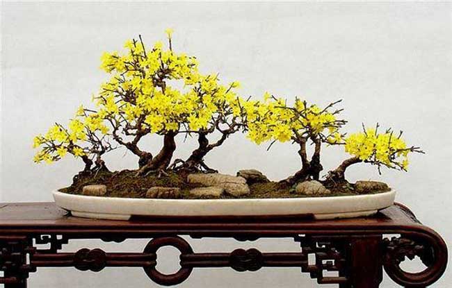迎春花盆景图片及制作办法