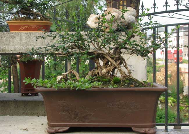 迎春花盆景图片及制作办法