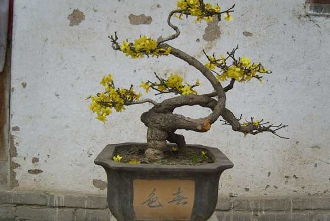迎春花盆景图片及制作办法