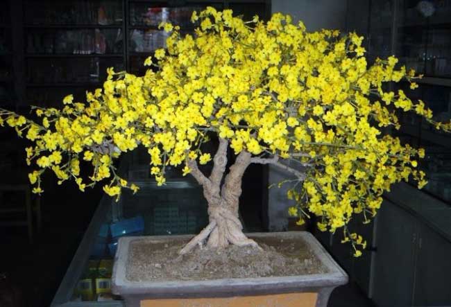 迎春花盆景图片及制作办法