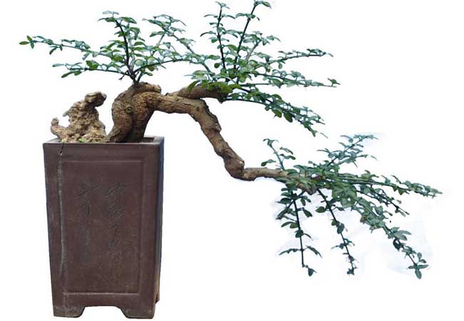 迎春花盆景图片及制作办法