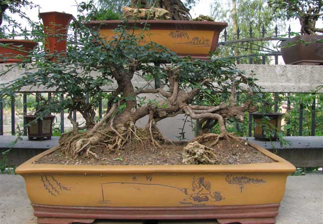 迎春花盆景图片及制作办法