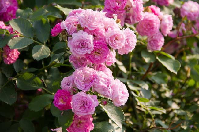 蔷薇花语是啥？