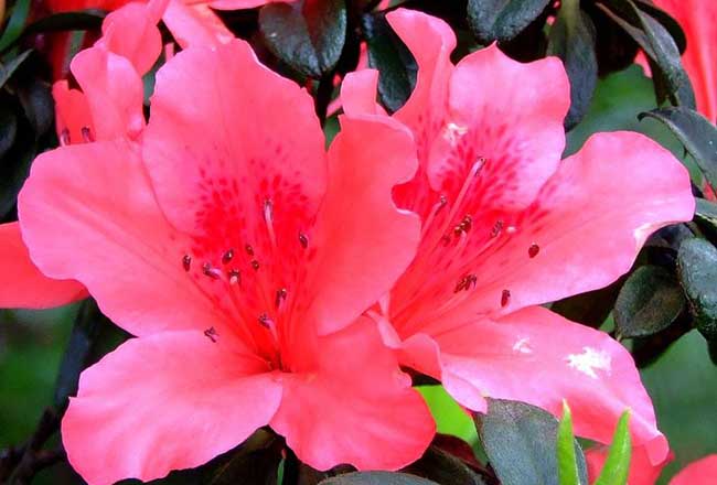 杜鹃盆景制作办法及图片欣赏