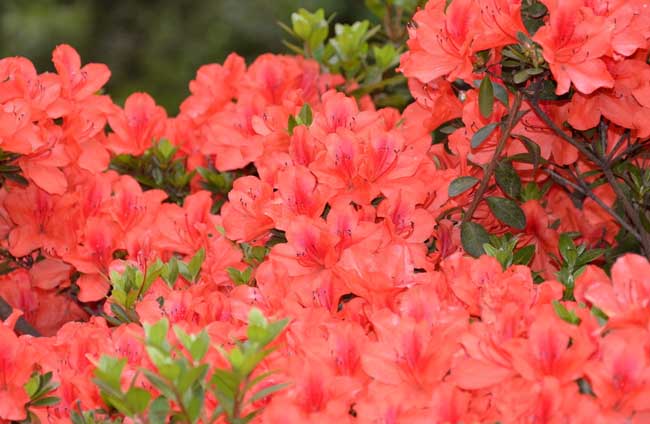 杜鹃盆景制作办法及图片欣赏