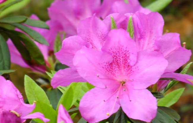 杜鹃盆景制作办法及图片欣赏