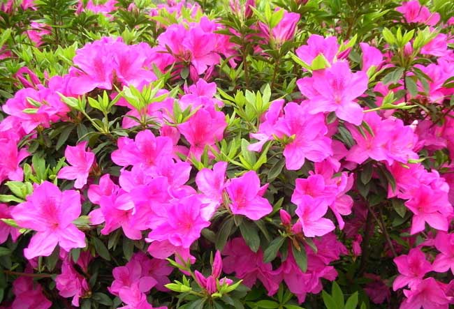 杜鹃盆景制作办法及图片欣赏