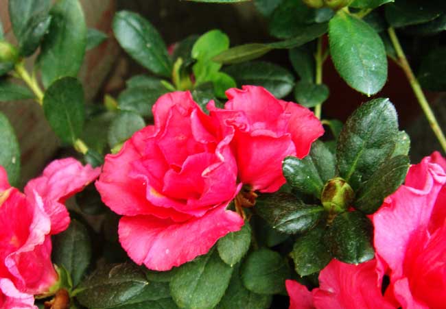 杜鹃花什么时候开花？