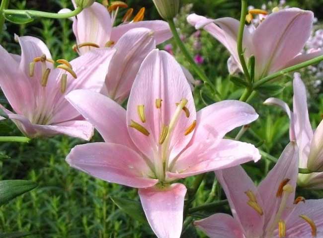 香水百合花语是啥？