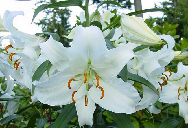 香水百合花语是啥？