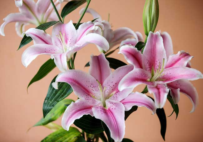 香水百合花语是啥？