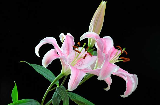 香水百合花语是啥？