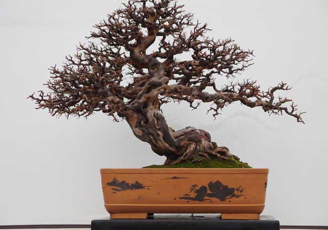 白蜡树盆景图片欣赏及养护技术