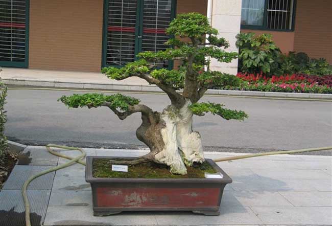 白蜡树盆景图片欣赏及养护技术