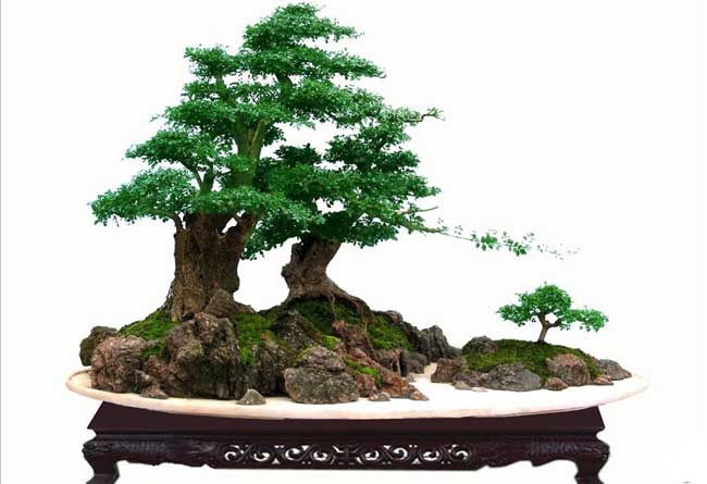 白蜡树盆景图片欣赏及养护技术