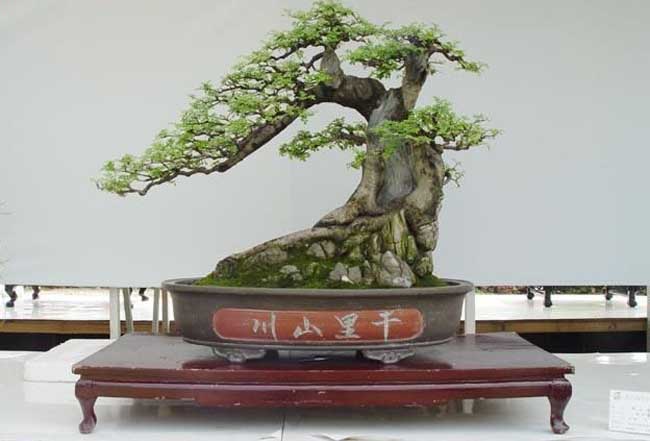 白蜡树盆景图片欣赏及养护技术