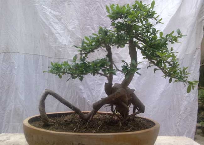 白蜡树盆景图片欣赏及养护技术