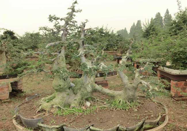 白蜡树盆景图片欣赏及养护技术