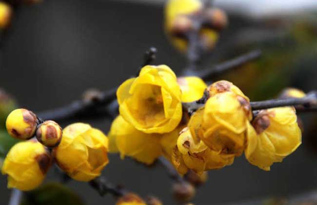 腊梅花盆景的制作和养护