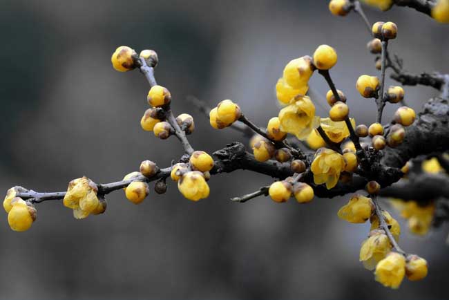 腊梅花盆景的制作和养护