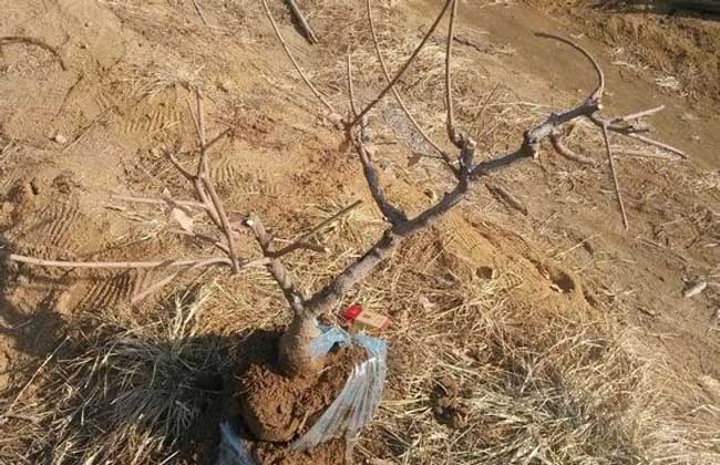 腊梅花盆景的制作和养护