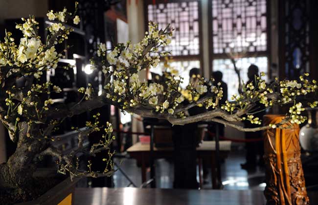 腊梅花盆景的制作和养护