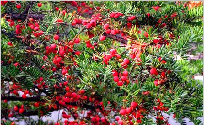 红豆杉的养殖办法和注意些什么