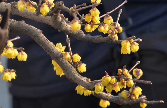 腊梅花盆景的制作和养护