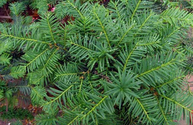 红豆杉的养殖办法和注意些什么