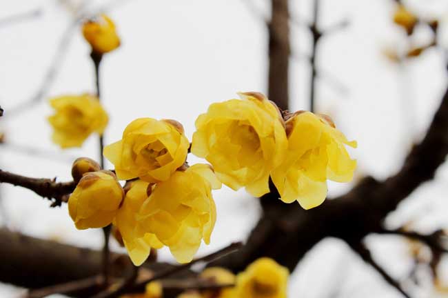 腊梅盆景的制作办法